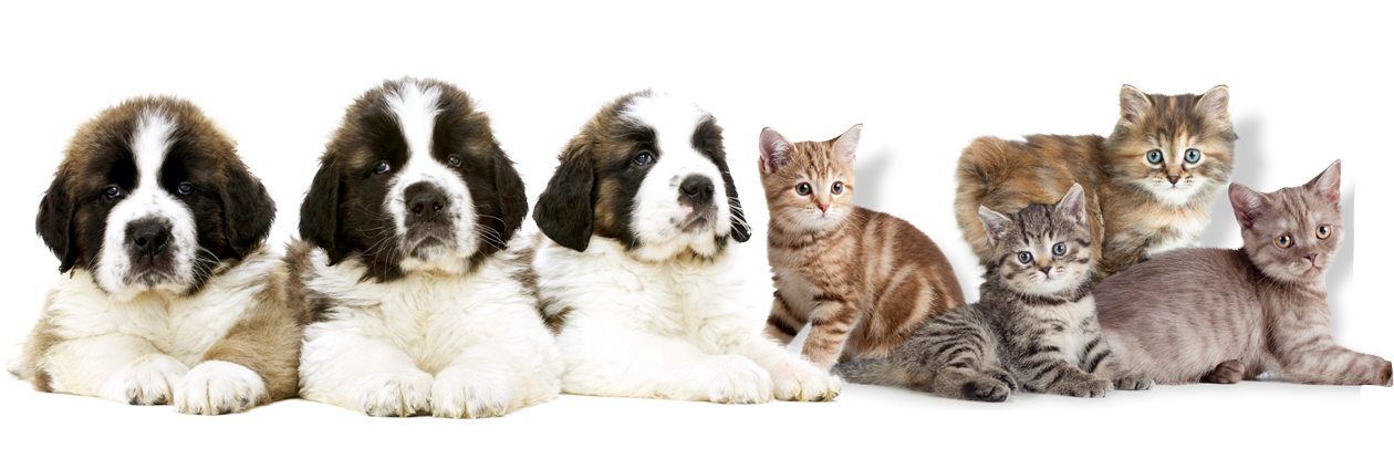 New Pets, Puppy & Kitten Exams Arvada Veterinary Hospital