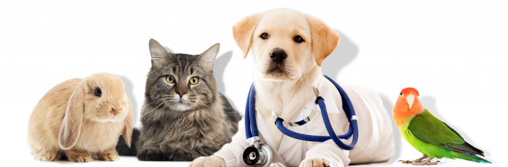 cat parrot bunny rabbit and dog dressed up as veterinarians in arvada colorado