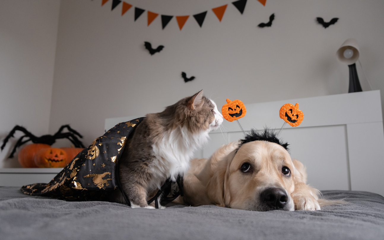 Halloween Safety Tips For Pets Arvada Vet Hospital