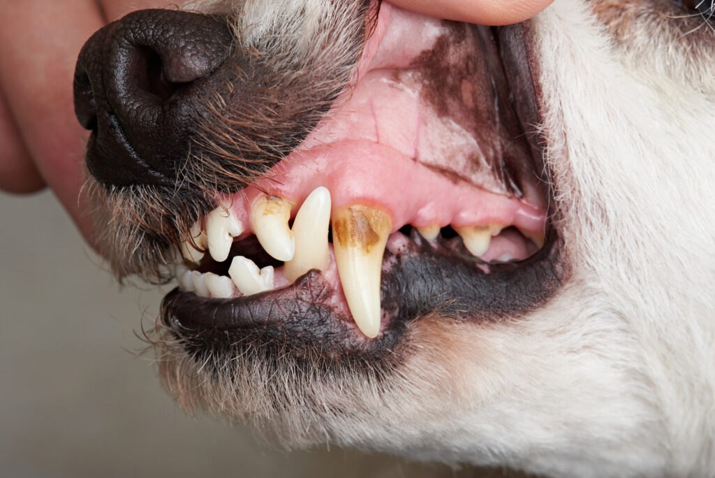 discolored teeth in dogs in arvada, co