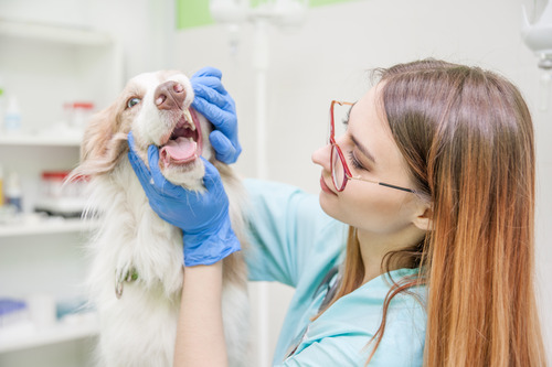 vet-examining-dog's-teeth