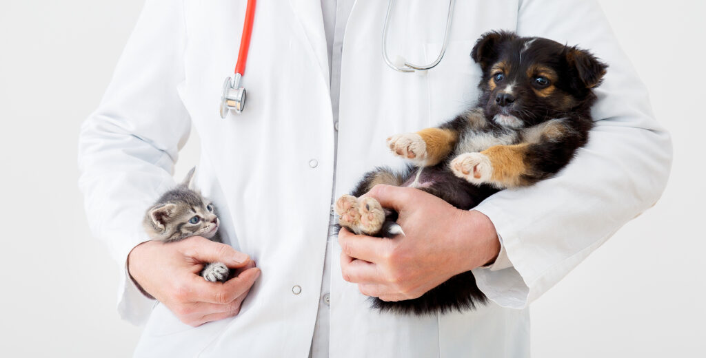 puppy kitten vaccinations in arvada, co