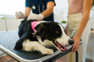 vet-administering-vaccine-to-dog-at-clinic