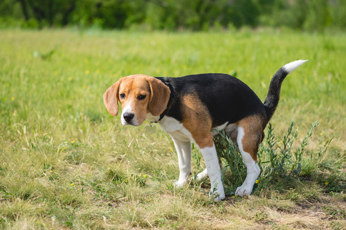 beagle-dog-going-to-the-bathroom-in-the-grass