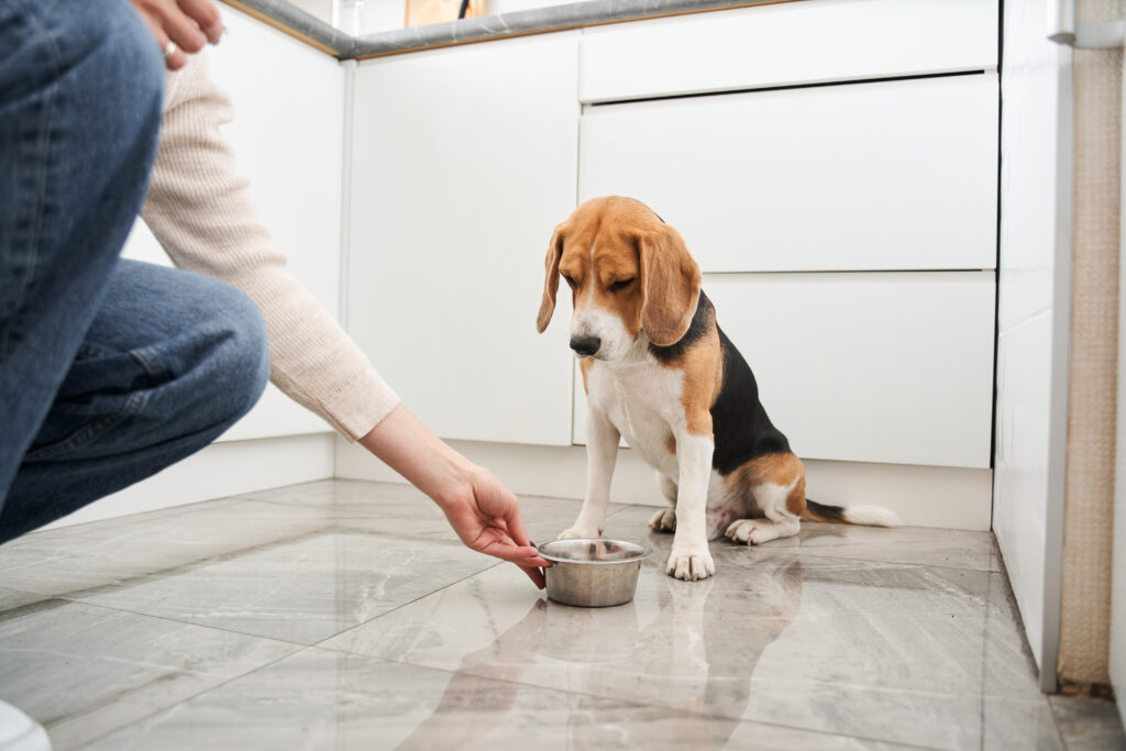 dog sitting in kitchen staring at his food bowl