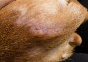 Severe allergic reactions to flea bites in dogs. bites on the stomach of a short-haired red dog.