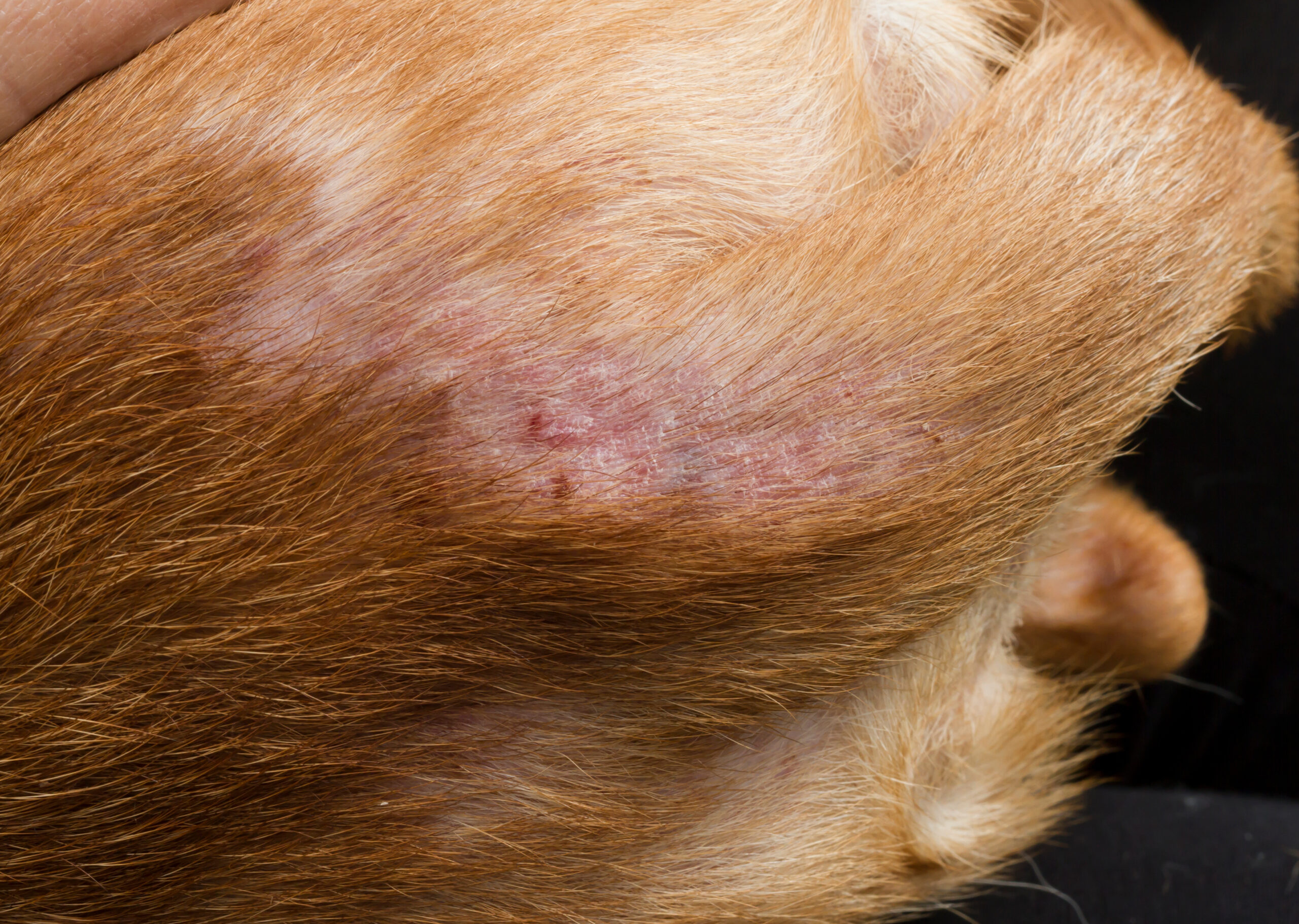 What Does A Flea Bite Look Like On a Dog? - Arvada Vet Hospital