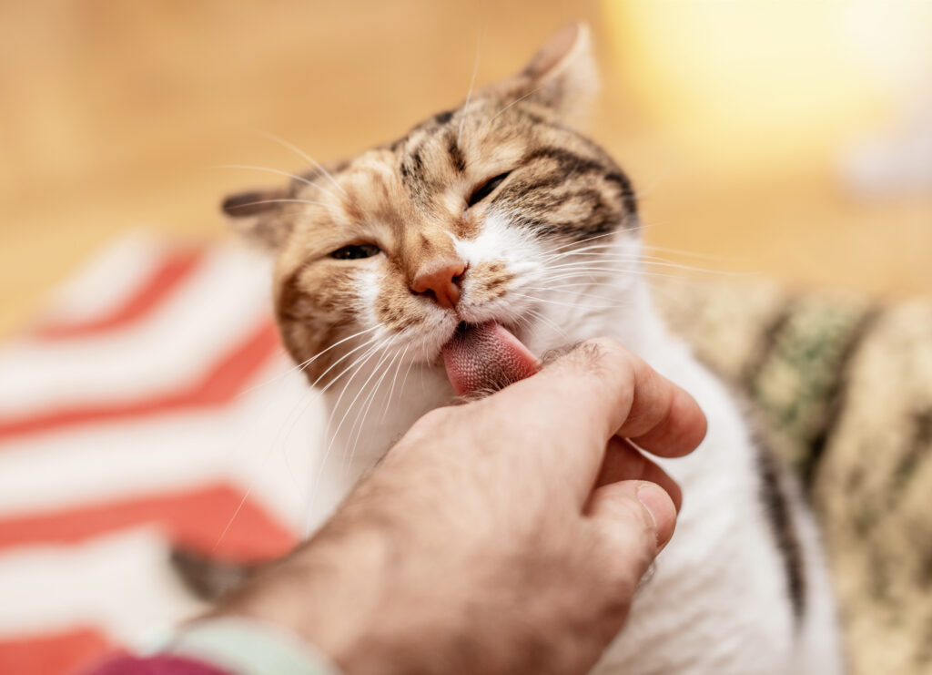 Loving cat licking her male friend's hand with her abrasive tongue