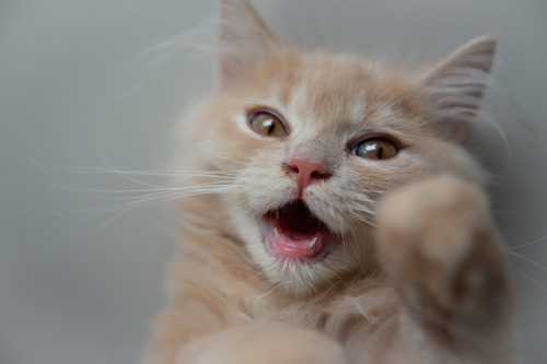 white and tan cat with their mouth open