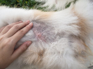 dog with a rash on their belly