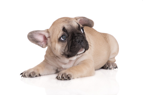 cream colored french bulldog puppy looking worried