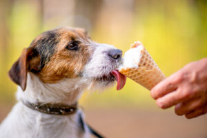 dog licking ice cream cone from owner's hand