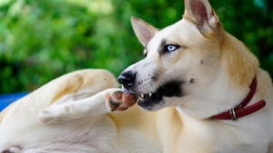 dog chewing on one of his hind leg paws
