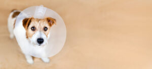jack russell terrier dog wearing an e-collar after neuter surgery