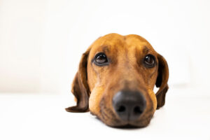 brown dachshund dog with swollen cheeks after being stung by a bee on a white background