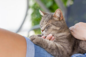 gray cat laying on owner's lap with eyes closed while purring