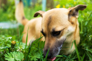 close up of a dog eating grass
