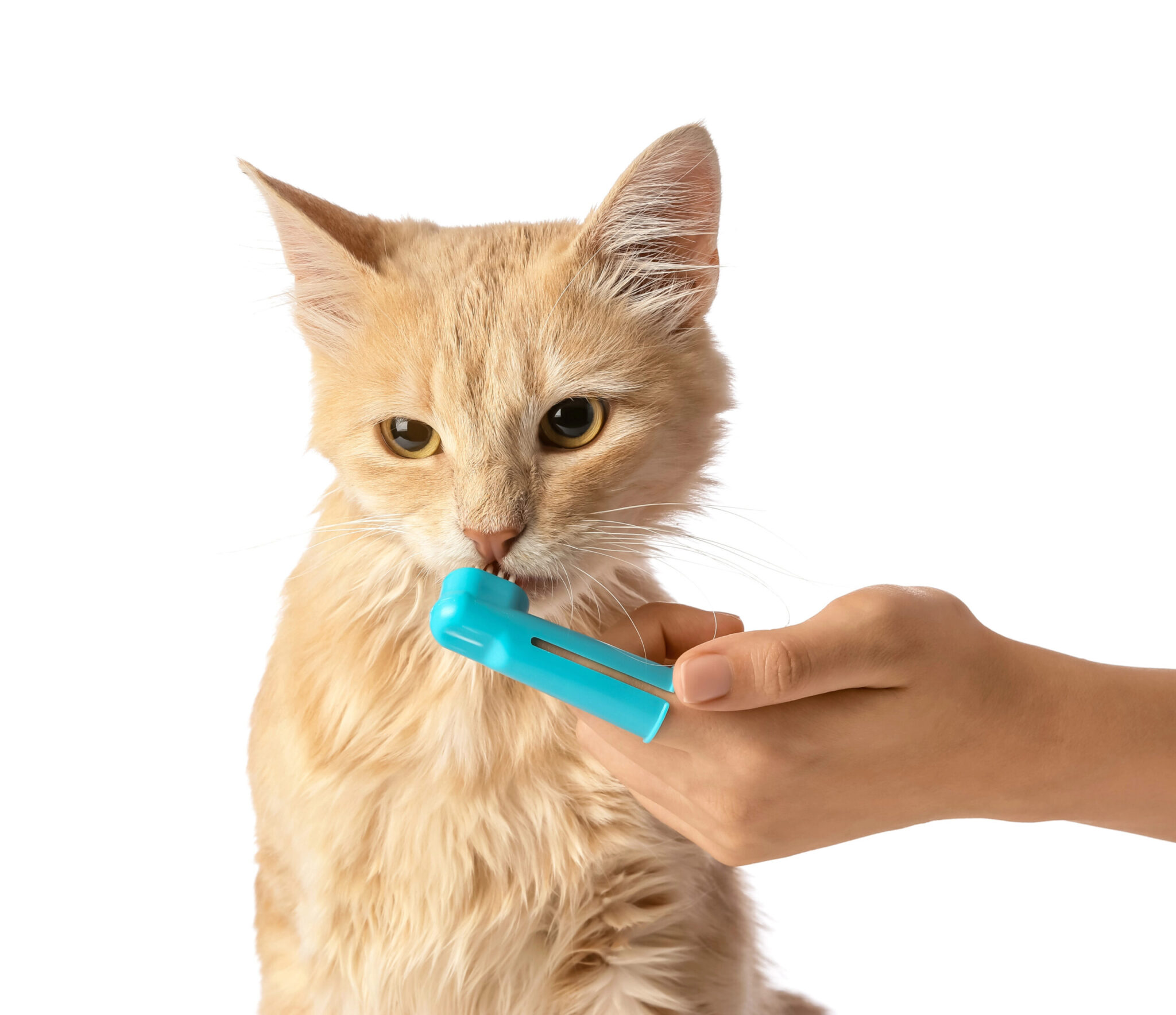 person brushing an orange cat's teeth