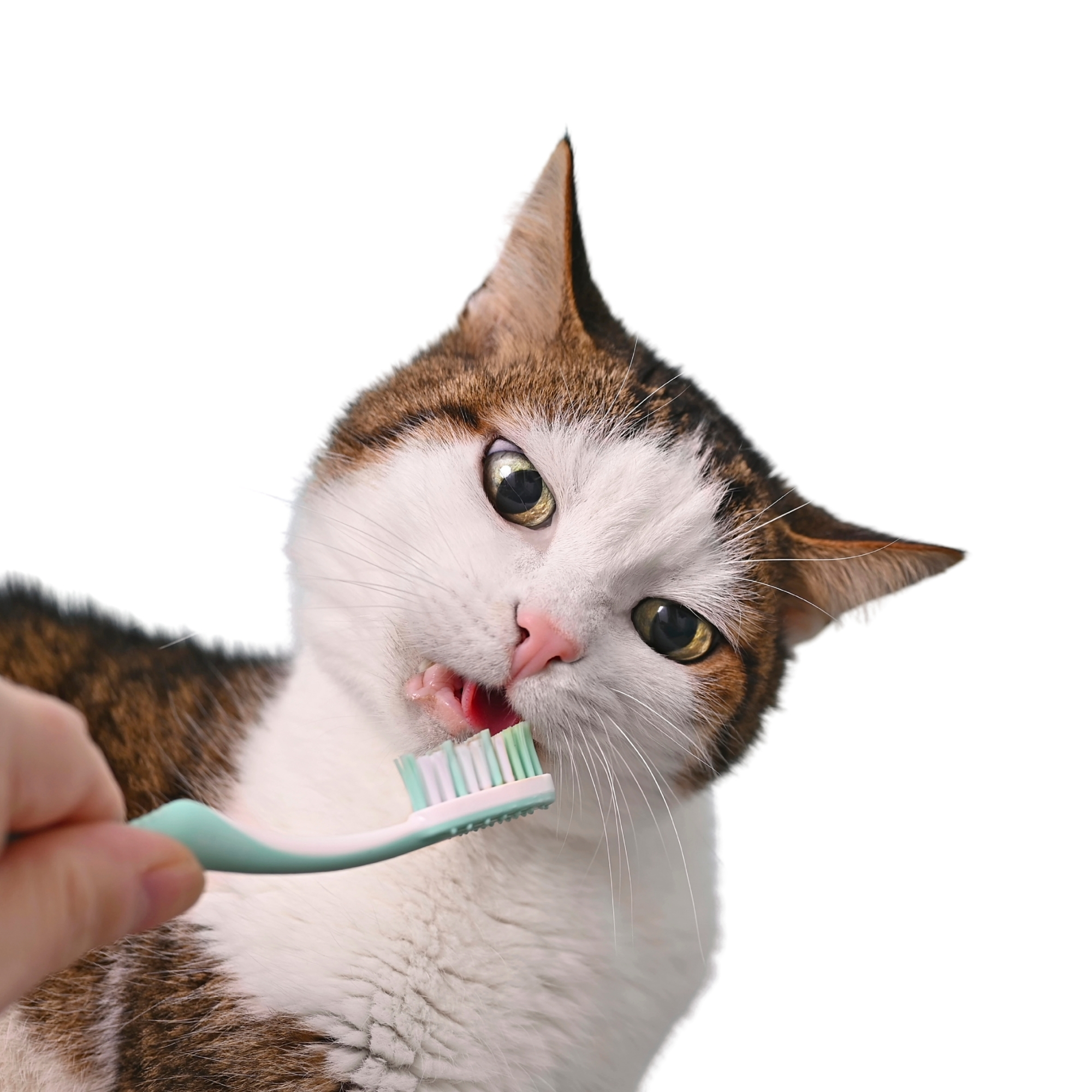 person brushing a brown and white cat's teeth