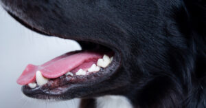close up of dog's mouth and teeth as its panting