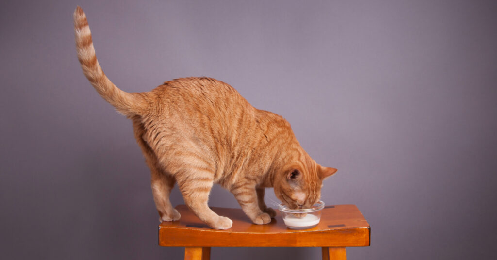 orange cat standing on a wooden stool while drinking a cup of milk