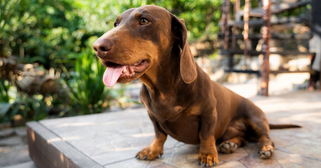 brown dachshund dog sitting outside while panting