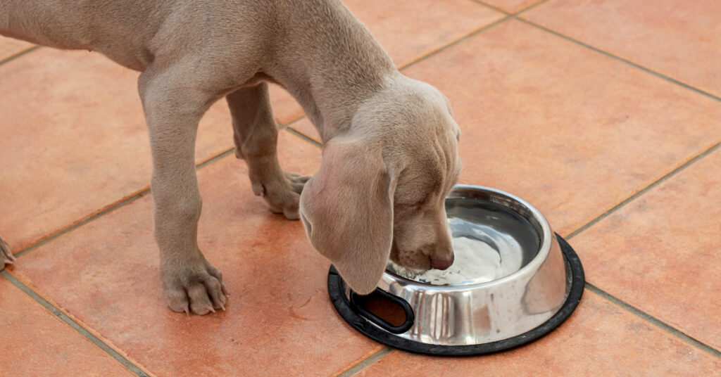 Weimaraner puppy drinking water from his water bowl on the ground
