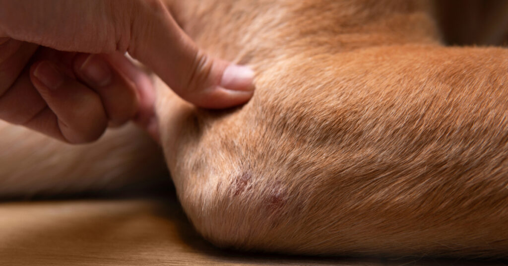 Closeup part of dog body adult Dudley Labrador retriever elbow with redness and dry skin infection