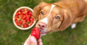 owner offering strawberry to dog who is standing near a basket of strawberries