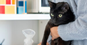owner holding black cat while getting ready for treatment for cat coughing