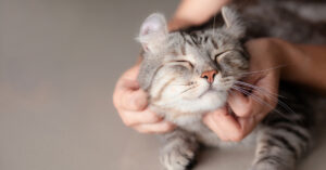 close up of cat being pet by owner