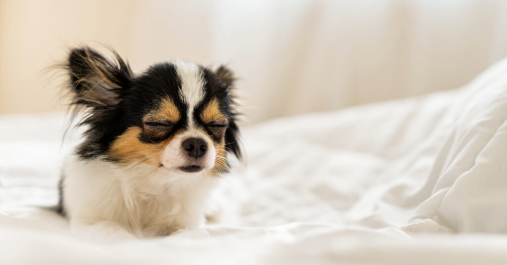 small dog sleeping on the bed while sitting up