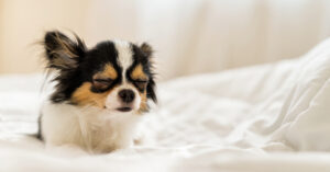 small dog sleeping on the bed while sitting up