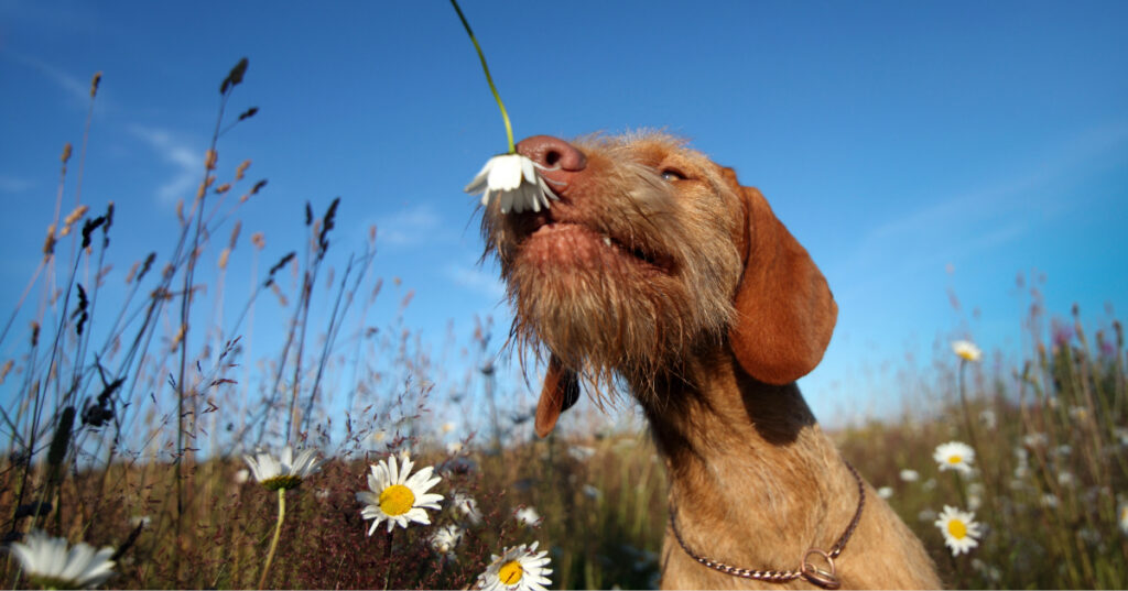 dog sniffing a flower in a field as a cause of dog sneezing