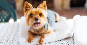 small yorkie dog laying on the table while drooling